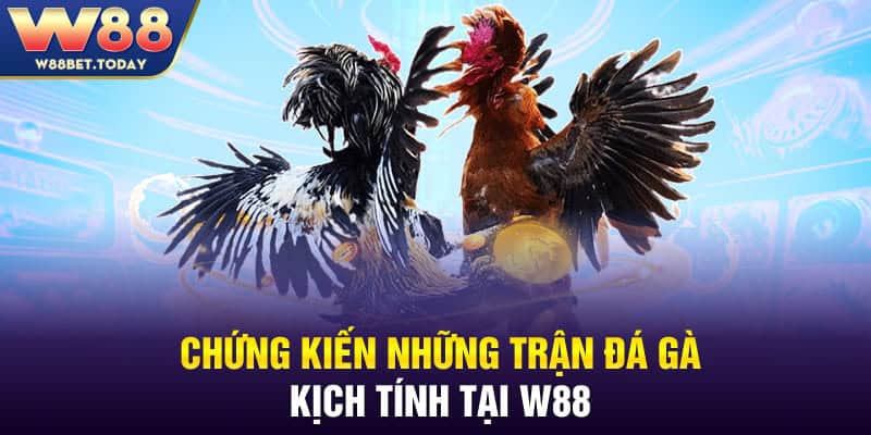 Chứng kiến những trận đá gà kịch tính tại W88