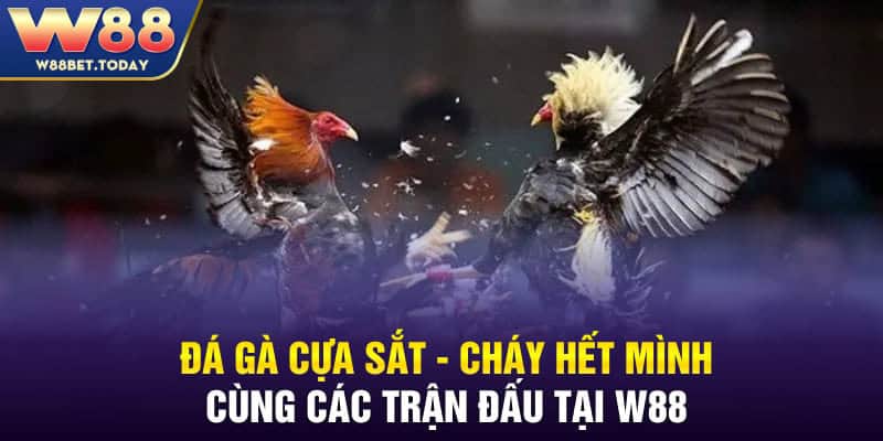 Đá Gà Cựa Sắt - Cháy Hết Mình Cùng Các Trận Đấu Tại W88