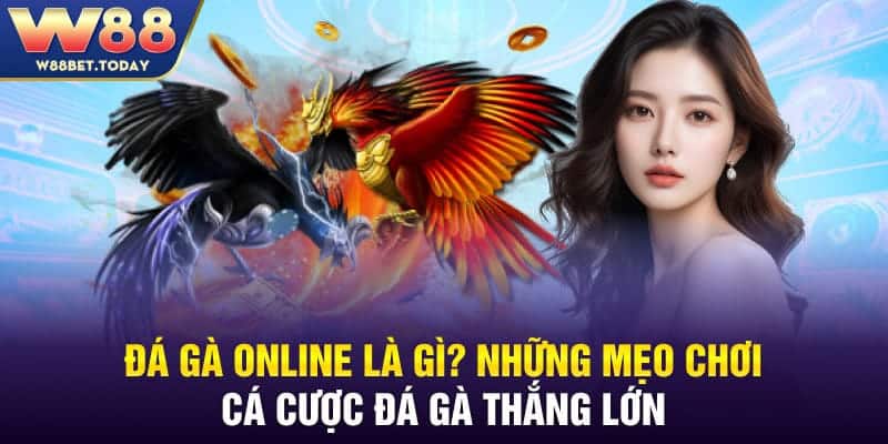 Đá gà online là gì? Những mẹo chơi cá cược đá gà thắng lớn 