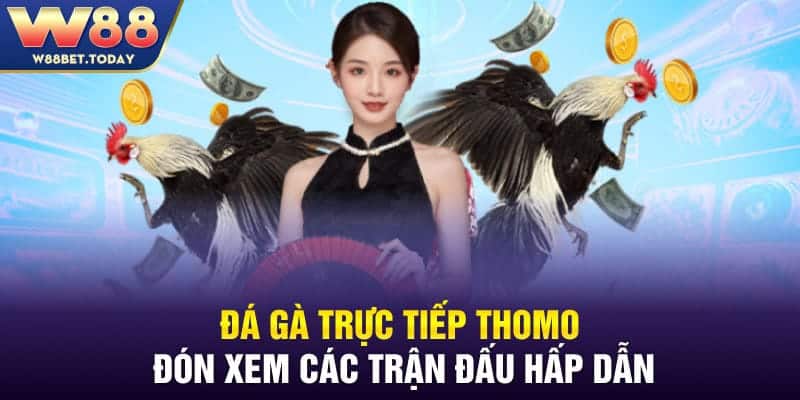 Đá Gà Trực Tiếp Thomo - Đón Xem Các Trận Đấu Hấp Dẫn