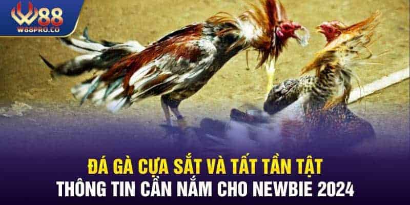 Đá Gà Cựa Sắt Và Tất Tần Tật Thông Tin Cần Nắm Cho Newbie 2024