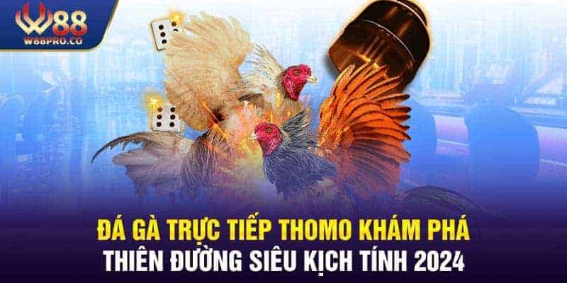 Đá Gà Trực Tiếp Thomo Luật Chơi Mới Nhất 2024 Tại W88