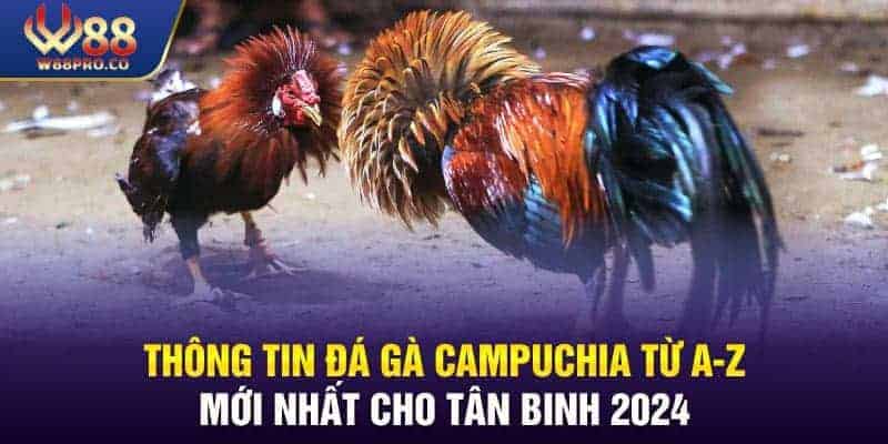 Thông Tin Đá Gà Campuchia Từ A-Z Mới Nhất Cho Tân Binh 2024